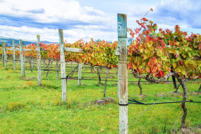 Winery Pest Control